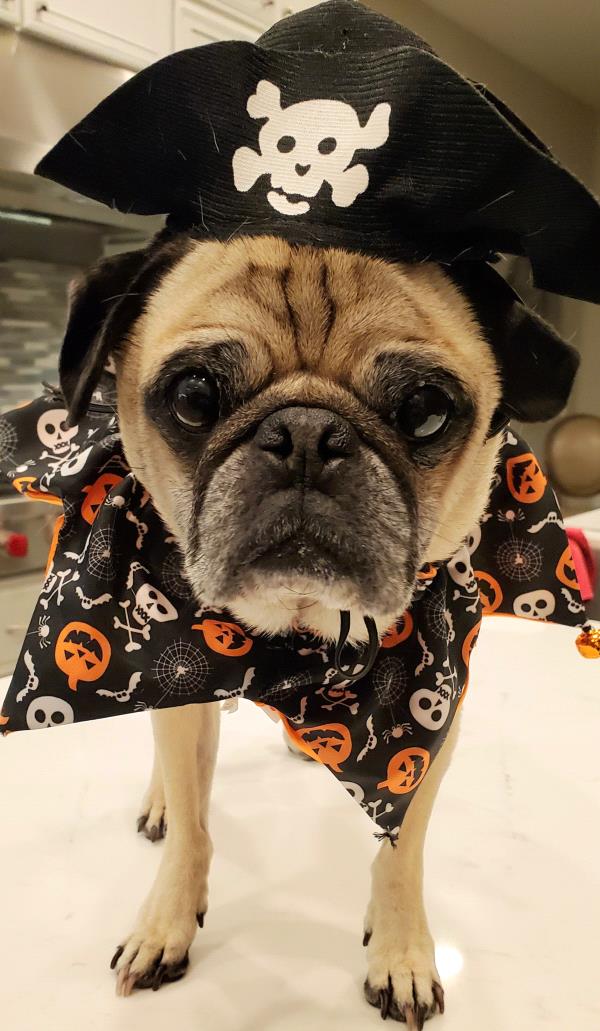 /images/uploads/pug nation rescue of los angeles/pugnation2021/entries/15185thumb.jpg